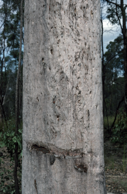 APII jpeg image of Corymbia henryi  © contact APII