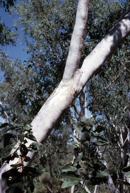 APII jpeg image of Eucalyptus houseana  © contact APII