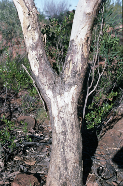 APII jpeg image of Eucalyptus intertexta  © contact APII