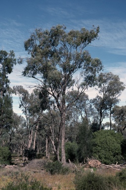 APII jpeg image of Eucalyptus largiflorens  © contact APII