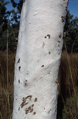 APII jpeg image of Corymbia torta  © contact APII