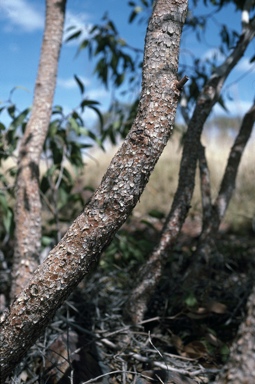 APII jpeg image of Eucalyptus sp.  © contact APII