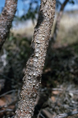 APII jpeg image of Eucalyptus sp.  © contact APII