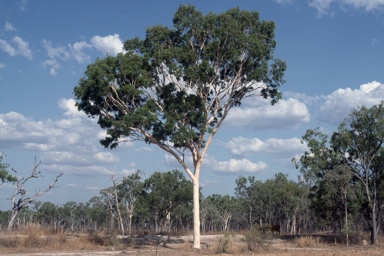 APII jpeg image of Corymbia aparrerinja subsp. dallachiana  © contact APII