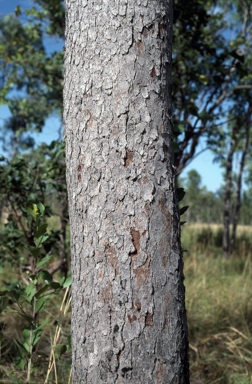 APII jpeg image of Corymbia chartacea  © contact APII