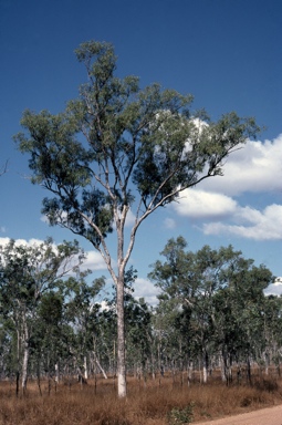 APII jpeg image of Eucalyptus leptophleba  © contact APII