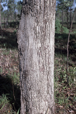 APII jpeg image of Eucalyptus leptophleba  © contact APII