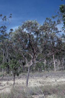 APII jpeg image of Eucalyptus lockyeri subsp. lockyeri  © contact APII