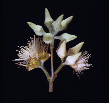 APII jpeg image of Eucalyptus lockyeri subsp. lockyeri  © contact APII