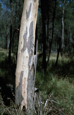 APII jpeg image of Eucalyptus longirostrata  © contact APII