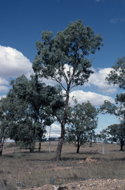 APII jpeg image of Eucalyptus melliodora  © contact APII