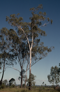 APII jpeg image of Eucalyptus moluccana  © contact APII