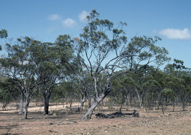 APII jpeg image of Eucalyptus tardecidens  © contact APII