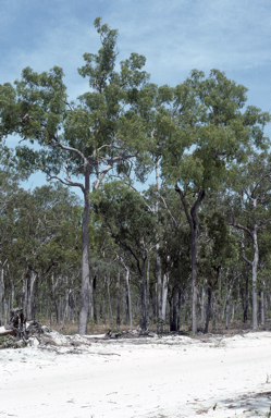 APII jpeg image of Corymbia nesophila  © contact APII