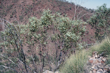 APII jpeg image of Eucalyptus nudicaulis  © contact APII