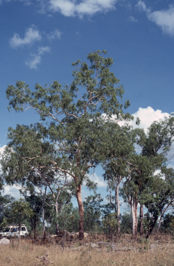 APII jpeg image of Corymbia oocarpa  © contact APII