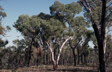 APII jpeg image of Eucalyptus pachycalyx  © contact APII