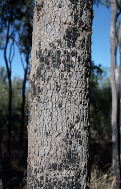 APII jpeg image of Corymbia polycarpa  © contact APII