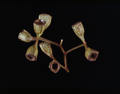 APII jpeg image of Eucalyptus quadricostata  © contact APII