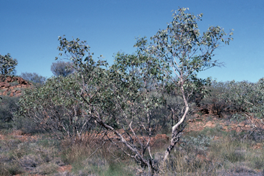 APII jpeg image of Eucalyptus sessilis  © contact APII