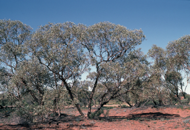 APII jpeg image of Eucalyptus socialis  © contact APII