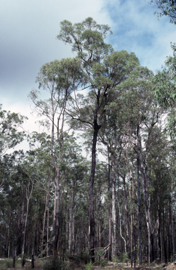 APII jpeg image of Eucalyptus taurina  © contact APII