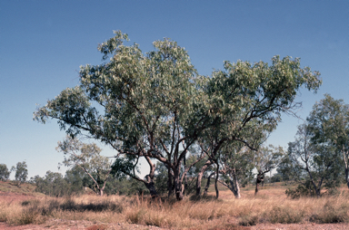 APII jpeg image of Eucalyptus limitaris  © contact APII