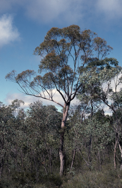 APII jpeg image of Eucalyptus mediocris  © contact APII