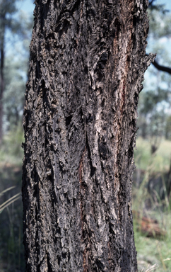 APII jpeg image of Eucalyptus melanophloia  © contact APII