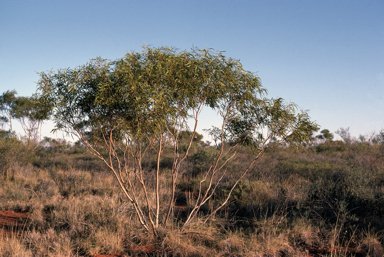 APII jpeg image of Eucalyptus odontocarpa  © contact APII