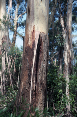 APII jpeg image of Eucalyptus oreades  © contact APII