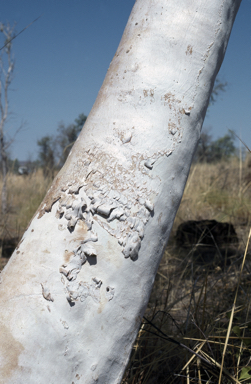 APII jpeg image of Eucalyptus pantoleuca  © contact APII