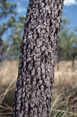 APII jpeg image of Corymbia papillosa  © contact APII