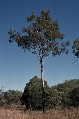 APII jpeg image of Eucalyptus patellaris  © contact APII