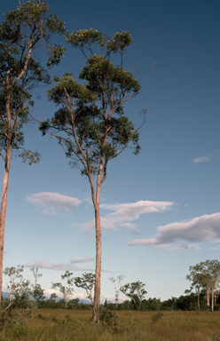 APII jpeg image of Eucalyptus pellita  © contact APII