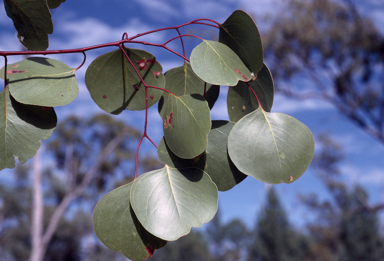 APII jpeg image of Eucalyptus populnea  © contact APII