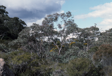 APII jpeg image of Eucalyptus prava  © contact APII