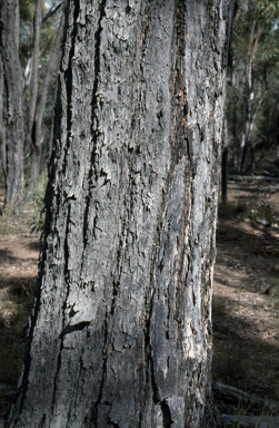 APII jpeg image of Eucalyptus rhombica  © contact APII