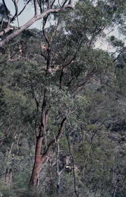 APII jpeg image of Eucalyptus rubiginosa  © contact APII