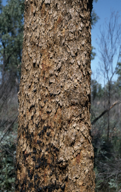 APII jpeg image of Corymbia scabrida  © contact APII