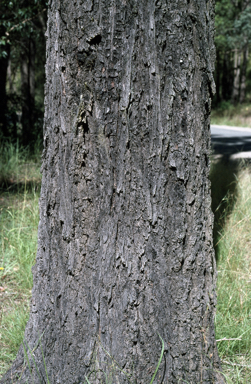 APII jpeg image of Eucalyptus siderophloia  © contact APII