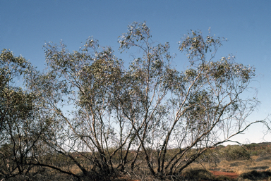 APII jpeg image of Eucalyptus sparsa  © contact APII