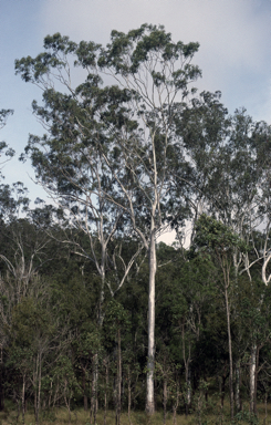 APII jpeg image of Eucalyptus tereticornis  © contact APII