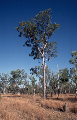 APII jpeg image of Eucalyptus tetrodonta  © contact APII