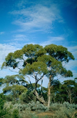 APII jpeg image of Eucalyptus brachycalyx  © contact APII