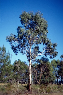 APII jpeg image of Eucalyptus brettiana  © contact APII