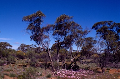 APII jpeg image of Eucalyptus brevipes  © contact APII