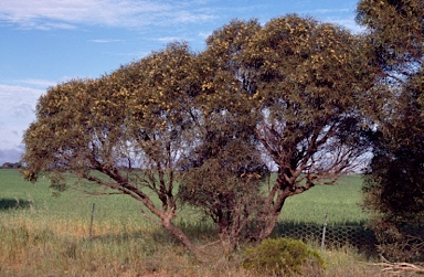 APII jpeg image of Eucalyptus brevipes  © contact APII