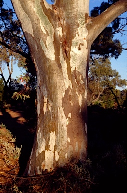 APII jpeg image of Eucalyptus camaldulensis subsp. arida  © contact APII