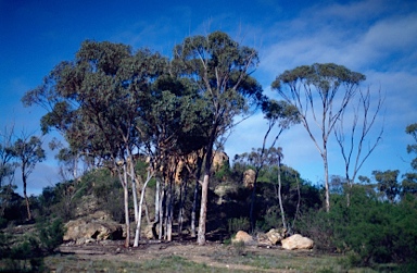 APII jpeg image of Eucalyptus capillosa subsp. capillosa  © contact APII